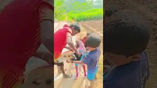 traditional pongal celebration #combaidog #dog #tradionalpongal