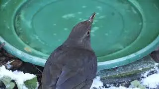 Snow birds 050126