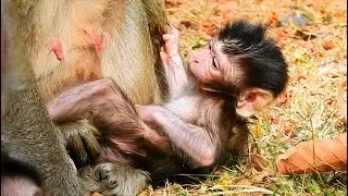 { MIRA }IS A BEAUTIFUL NAME OF NEWBORN BABY MONKEY FROM MUM MARIA || MIRA WAITING FOR HER FIRST MILK