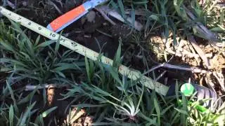 Taking Tiller Population Counts in Wheat