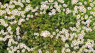 Interactive floor - Effect white flowers (Kick)