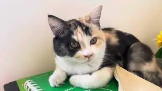 #Cat
