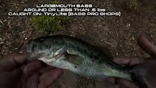 Ultralight Fishing a Super Over-pressured Lake!  