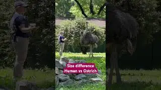 Size difference. Human/Ostrich