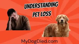 Coping with Pet Loss: Finding Support & Healing After Losing a Beloved Pet 🐾💔