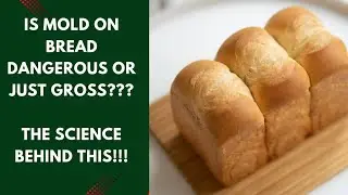 Is mold on bread dangerous or just gross??? The SCIENCE behind this