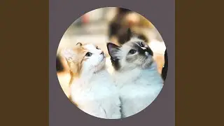 No Drums Jazz Soundtrack for Loved Cats