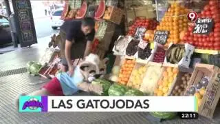 ¡El Gato está de cumpleaños!