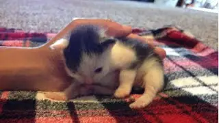Rescue Mama Cat With Her Survivor Little Kittens, One Of Them Is So Tiny and Fragile