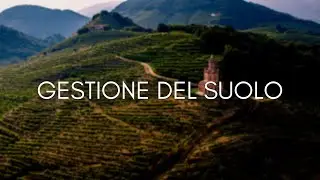 La gestione del suolo dell&rsquo;azienda vitivinicola sostenibile