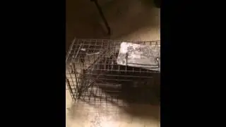 Opossum removal & control in Queens, NY