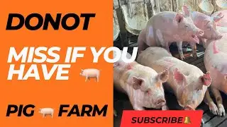 Cleaning pig farm #pig #pigfeed #agriculturebusiness #highlights 