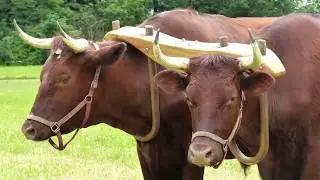 The Lynden Plowing  Match, May 19, 2018 720p