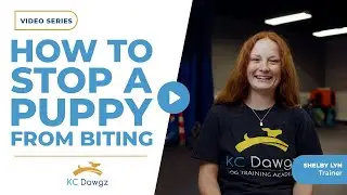 How to Stop a Puppy from Biting? | KC Dawgz