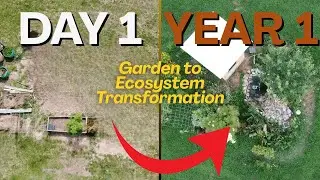 Day 1 VS. Year 1 - Transforming A GARDEN into A THRIVING Ecosystem #transformation
