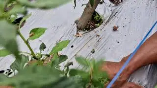 NO TOOLS NEEDED! FAST WAY TO REMOVE WEEDS FROM CURLY CHILI PLANTS!    -Agriculture Farming