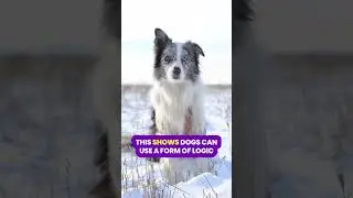 DOG FACT OF THE DAY 12