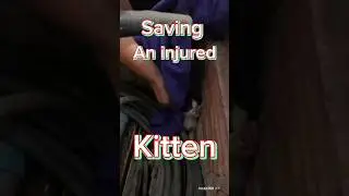 Kitten calls for help at the right time!          #travel #cat #loas