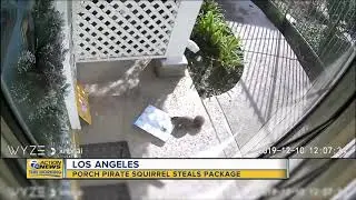 Porch pirate squirrel caught stealing package in Los Angeles