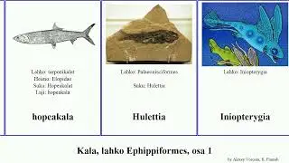 Kala, lahko Ephippiformes, osa 1 eptatretus fish faber spatula australis africana rosea affinis