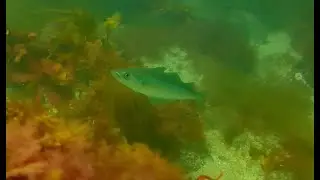 Scuba diving in Newcastle!