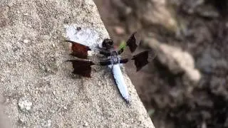 Close-up of a dragonfly