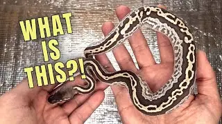 Did I Find a NEW Ball Python Morph?!