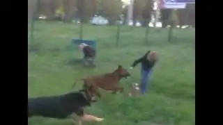Thai Ridgeback Aang plays with GSD.Как тайский риджбек Аанг играет