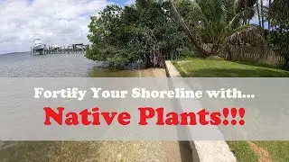Fortify Your Shoreline and Stop Erosion with... Native Plants!!!