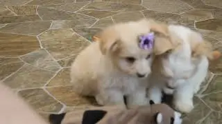 Maltipom Puppies For Sale