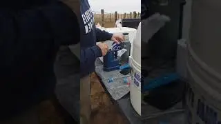 Preparaci&oacute;n pajuelas de semen bovino - Inseminaci&oacute;n artificial