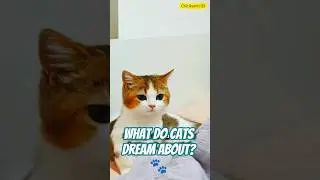 What Do Cats Dream About? 🐾