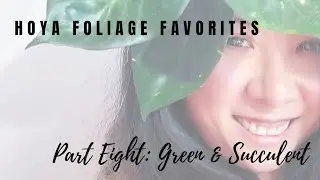 Hoya Foliage Favorites Part Eight: Green & Succulent