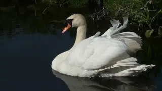 A Mute Swan Encounter