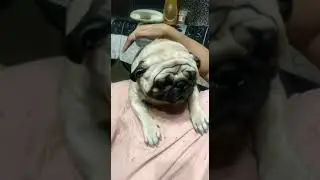 kennel cough in a Pug