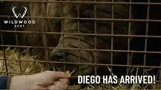 Диего прибыл! 🐻 Фонд Wildwood Trust спасает ещё одного европейского бурого медведя