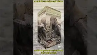 elephant rescue #viral #rescueefforts #shortvideo #new #animals #viralvideos #rescue #shorts #short