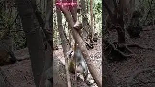 The Saddest Day in the Forest&rdquo; 🍃#BabyMonkey #CuteMonkey #AnimalSadness #HeartTouching #MonkeyLover