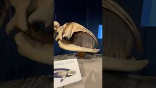 Atlantic Right Whale Bone@ The Port Exhibit@ New York Metropolis Hall @ New York State Museum Albany