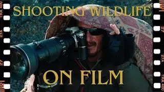 Wildlife Photography on Film