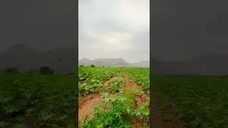 #kisan #shortvideo #dineshwriter -#nature #shortsviral #trending #viral #form #rajasthani #rinen