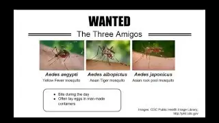 2015 12 19 12 04 Mosquito   Dengue Information Seminar