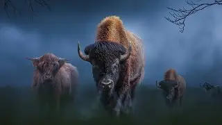 Angry Buffalo | Photoshop CC 2015.5 Manipulation Tutorial