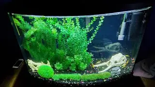 Top Fin 36 Gallon Bowfront Ensemble After 2 Months