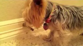 Daisy and the door stopper 3