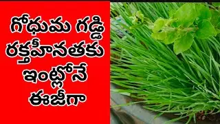 గోధుమ గడ్డిని  3 రకాలుగా ఇంట్లోనే ఈజీగా#hydroponics#micro #greens#wheat grass@veena.star1234
