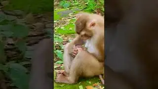 Monkey Zone, short, monkey short, short monkey 44