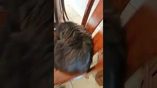 binx the cat