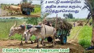 Bullock Cart heavy sugarcane load | two Bullock Cart power performance | Farmers Dreams