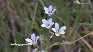 Saxifraga granulata